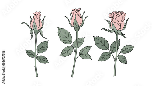 Set of three beautiful pink rose stems showing different stages of bloom from a tight bud to a partially opened flower with green leaves.