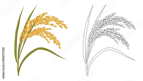 Golden ripe rice stalks and their black and white line art version isolated on a white background for agriculture concepts.