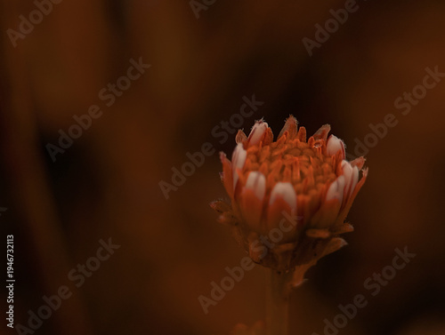 Macro flower bud on dark brown background