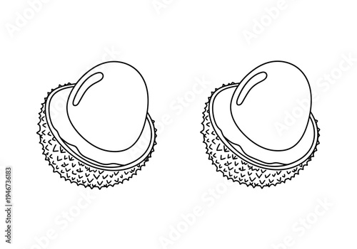 Stylized outline illustration of two fresh, peeled lychee fruits, showcasing the juicy flesh and seed, perfect for healthy food and exotic fruit designs
