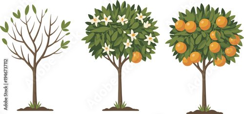 Orange tree life cycle with blossoms and ripe fruits, citrus plant growth stages vector illustration isolated on white