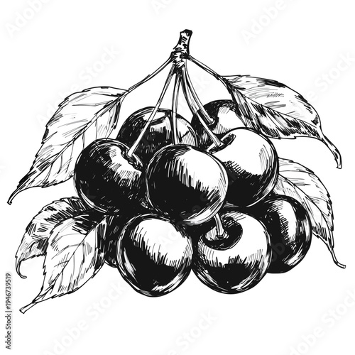 hand drawn vector illustration of plum