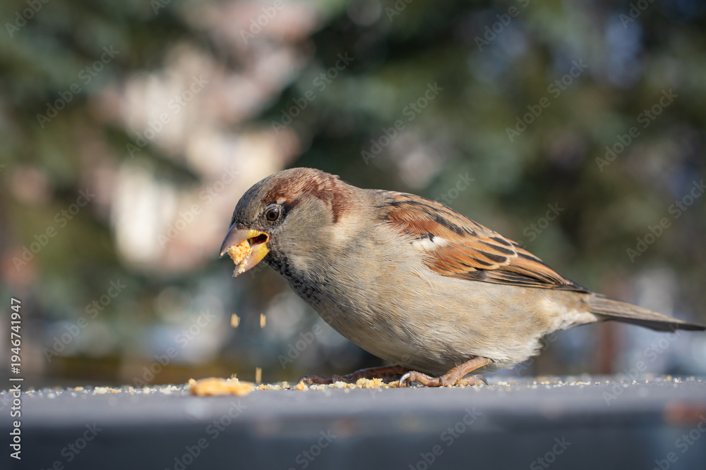 Fotografie A house sparrow perched on a flat surface