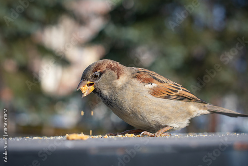 A house sparrow perched on a flat surface. The sparrow holds a piece of food in its beak, and some of it falls out
