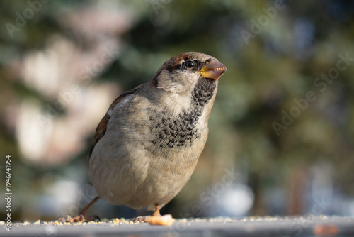 A sparrow stands on a surface strewn with crumbs resembling bread crumbs