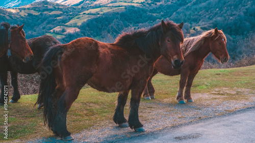 Group of beautiful brown wild horses standing on a mountain roadside at sunset, majestic domestic animals in a rural highland landscape with rolling hills and forest on the background