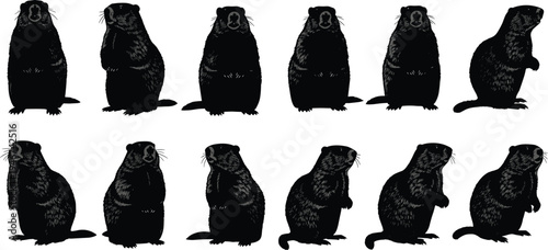 Groundhog silhouette collection, marmot standing in various poses, woodchuck black vector icons, wildlife nature elements, isolated on white