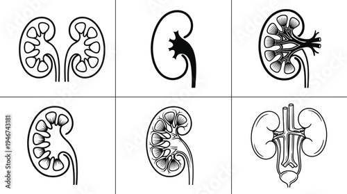 Human kidney anatomy medical illustration set urinary system organ cross section nephrology healthcare biology education vector icon collection