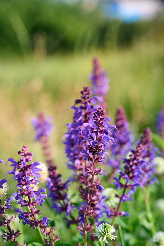 Naklejka premium Closeup blooming wild sage purple flowers.