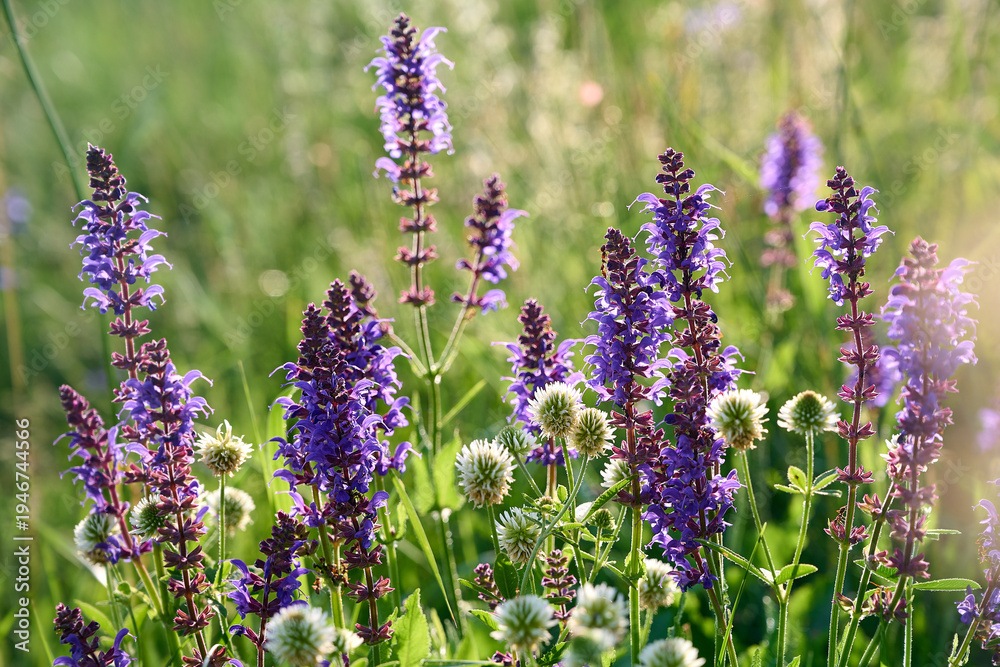 Obraz premium Closeup blooming wild sage purple flowers.
