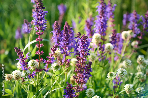 Closeup blooming wild sage purple flowers.