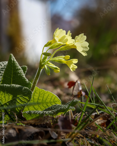 Blühende Schlüsselblume im Garten