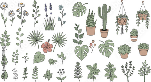 Collection of hand drawn houseplants and botanical elements including cactus monstera succulents hanging plants and herbs decorative indoor plant vector set