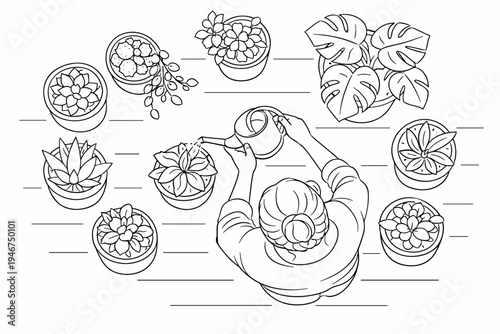 Top-down line art illustration of a person arranging potted succulents and leafy houseplants on a tabletop for indoor gardening and decor