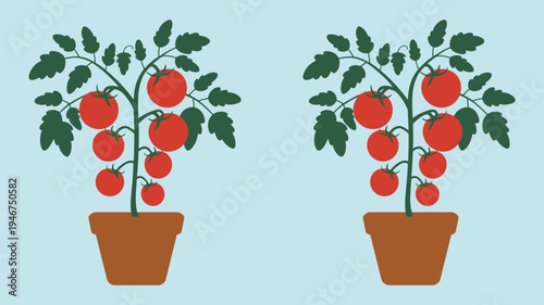 Tomato plants in pots with ripe red tomatoes, green foliage garden plant illustration, home gardening vegetable concept