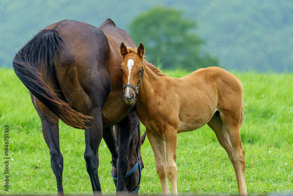 Obraz premium 北海道日高地方の牧草地にいるサラブレッド