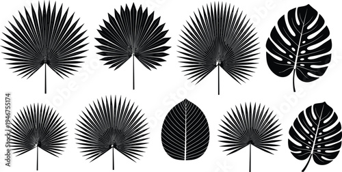 Tropical leaf silhouettes set, palm frond icons, monstera deliciosa leaves, exotic jungle botanical elements, summer foliage vector graphics, isolated black plant silhouettes on white background.