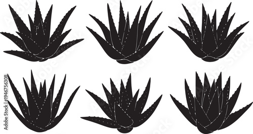 Aloe Vera Medicinal Plant Silhouettes