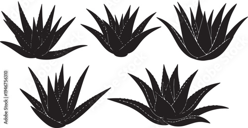 Aloe Vera Medicinal Plant Silhouettes