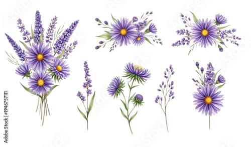 Decorative watercolor lilac meadow flowers and purple asters floral collection isolated on transparent background