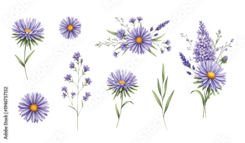 Watercolor purple asters and lilac meadow flowers botanical collection isolated on transparent background