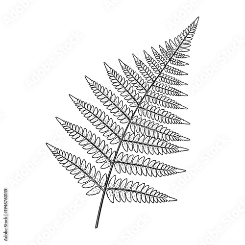 Intricate drawing of a delicate fern with detailed leaflets and natural texture