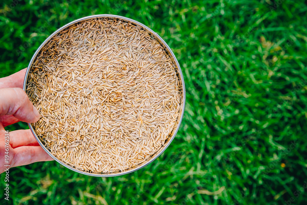 Fototapeta premium Person holding a bowl with grass seeds for sowing over green lawn background, top view gardening