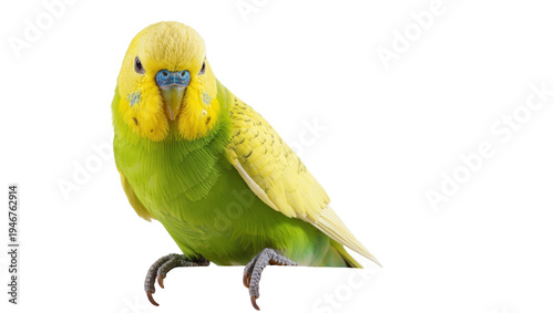 Foto Isolated cute green and yellow budgerigar pet bird with bright feathers looking