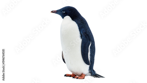 Canvastavla Isolated adorable Adélie penguin standing upright, looking left, a beautiful Antarctic seabird