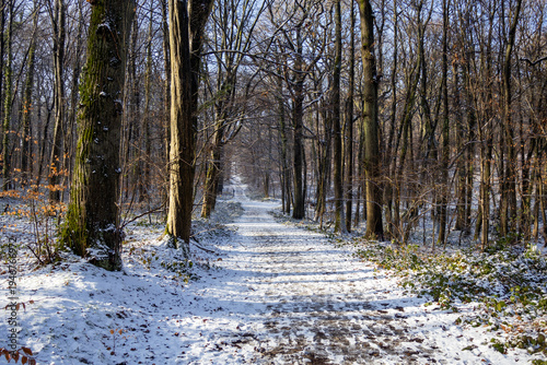 road in winter forest