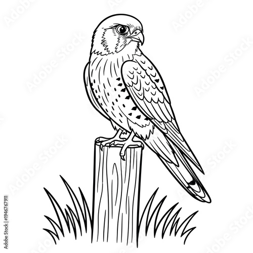 A falcon perched on a wooden post in a grassy field