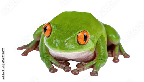 Canvas Print Isolated red-eyed tree frog, tropical amphibian with vibrant green skin and stri