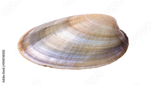 Картината върху платно Isolated stunning pearlescent bivalve clam shell showcasing natural ocean beauty