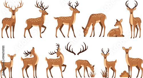 Deer Wildlife Illustration Set Featuring Stag, Doe, and Fawn Standing, Walking, Grazing, and Resting with Antlers for Forest Animal Design.