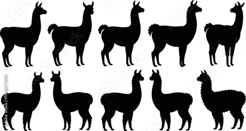 llama, alpaca, animal, silhouettes, livestock, farm, mammal, standing, wildlife, nature, domestic, herd, agriculture, cute, illustration, camelid, fauna, rural, animal, collection
