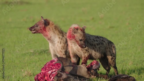 Spotted Hyenas Feeding on Carcass in African Savannah
