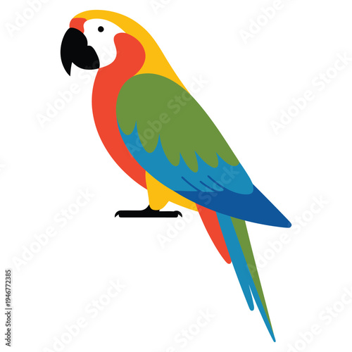 parrot on white background