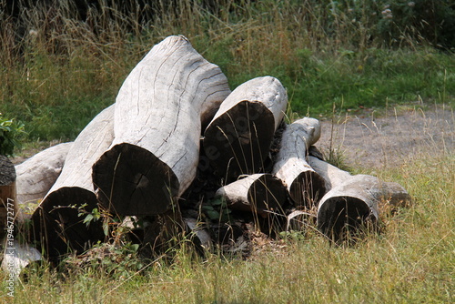 Wallpaper Mural A Stack of Large Wooden Logs Making a Wildlife Habitat. Torontodigital.ca