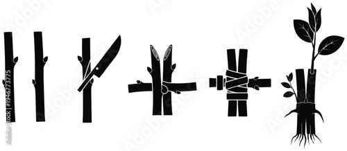 Plant propagation steps: cuttings, pruning, and grafting. Diagram showing rooting and tying techniques.