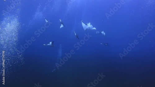 Wallpaper Mural Dozens of Mobula rays gather in Raja Ampat to hunt the big schools of anchovies. These videos show their hunting behaviour and how they attack the schools of anchovies. Clip 14 of 27 Torontodigital.ca