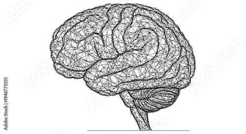 Anatomical illustration of a human brain.
