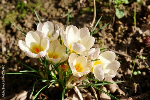 spring crocus flowers weiß, gelb