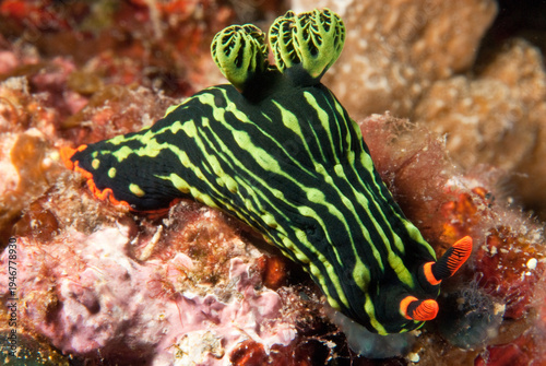 Foto Nudibranch Nembrotha kubaryana, Philippines
