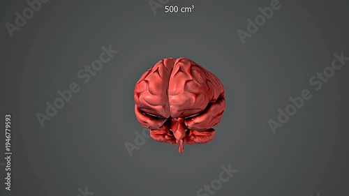 Australopithecus brain size