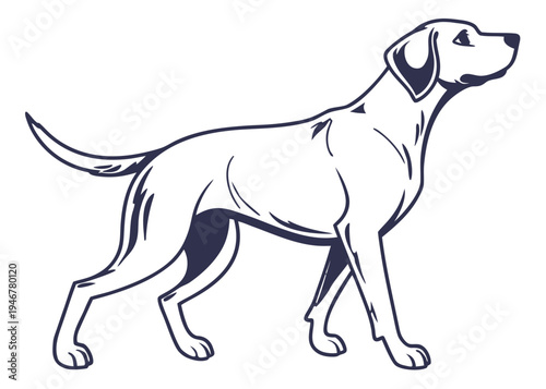 A black and white dog standing alert with its head turned to the side isolated on transparent background, isolated on white background, Vector