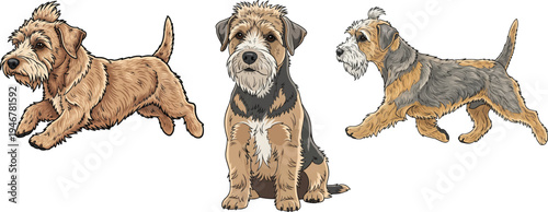 Dandie Dinmont Terrier dog sitting running walking pose set