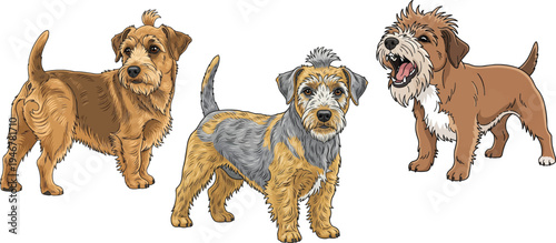 Dandie Dinmont Terrier dog standing looking back barking pose set