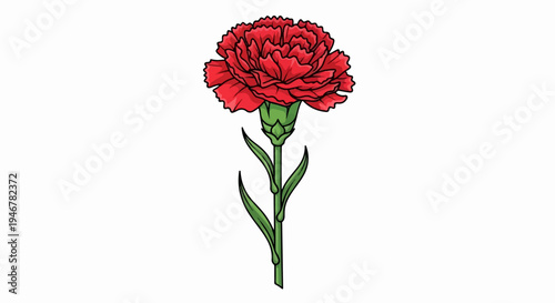 A vibrant red carnation bloom with ruffled petals and green leaves on a white background