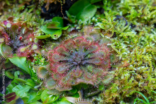 Close up of Drosera spatulata. Drosera spatulata, the spoon leaved sundew, is a variable, rosette-forming sundew with spoon-shaped leaves.