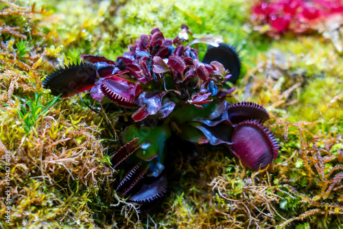Close up of Dionaea muscipula Red Piranha.This unique plant features distinctive dentate teeth and trap bars that resemble piranha teeth,
